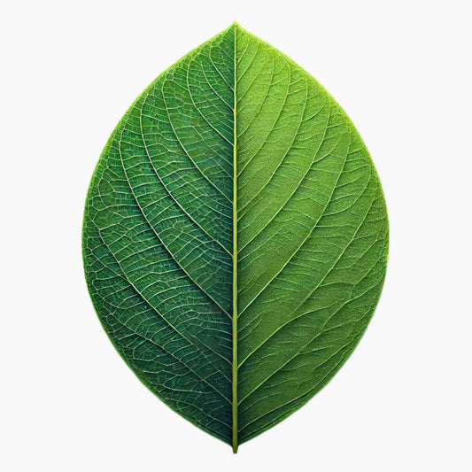 Between the Cheeks: Prickly Ash Bark - A Natural Ally for Comfort