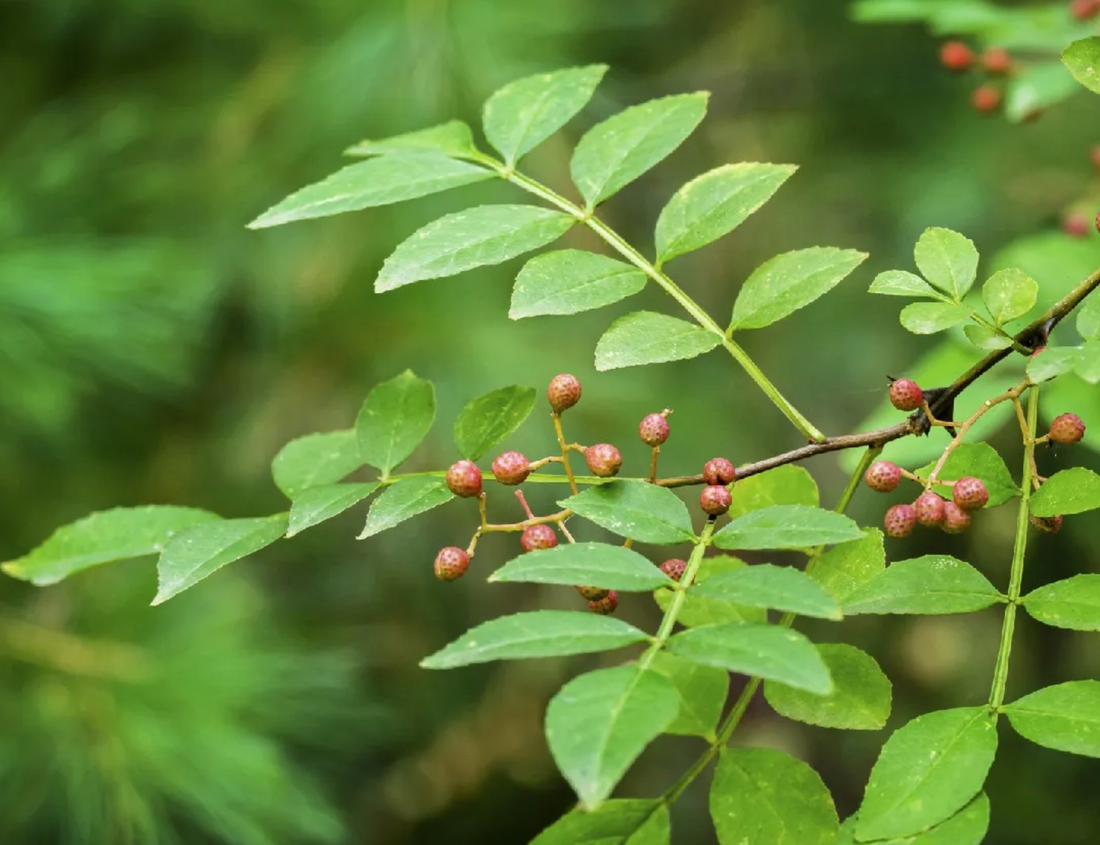 Discover the Soothing Benefits of Prickly Ash Bark