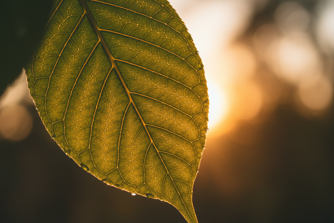 The Secret to Longevity & Vitality | Venorx